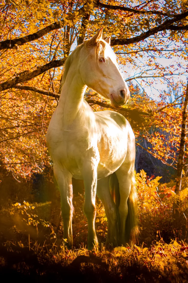Cheval d'automne en lisière de foret
