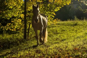 Hilia qui marche à contre jour